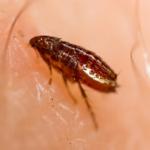 Flohbekämpfung in Hamburg und Schleswig-Holstein