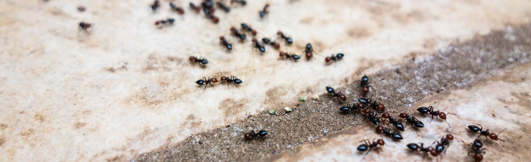 Vermeiden Sie Ameisenkolonien
