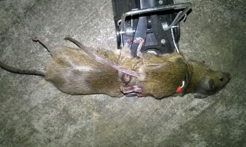 Zwei auf einen Streich….