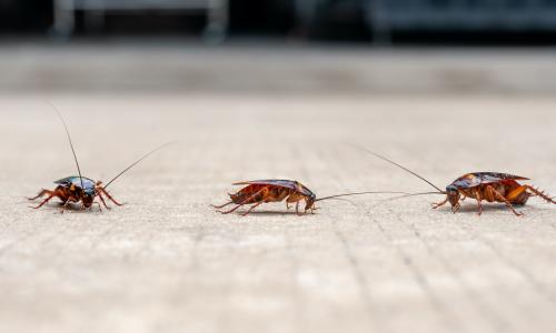 Kakerlaken hart im Nehmen