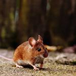 Mäusebekämpfung in Hamburg und Schleswig-Holstein