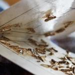 Mottenbekämpfung in Hamburg und Schleswig-Holstein