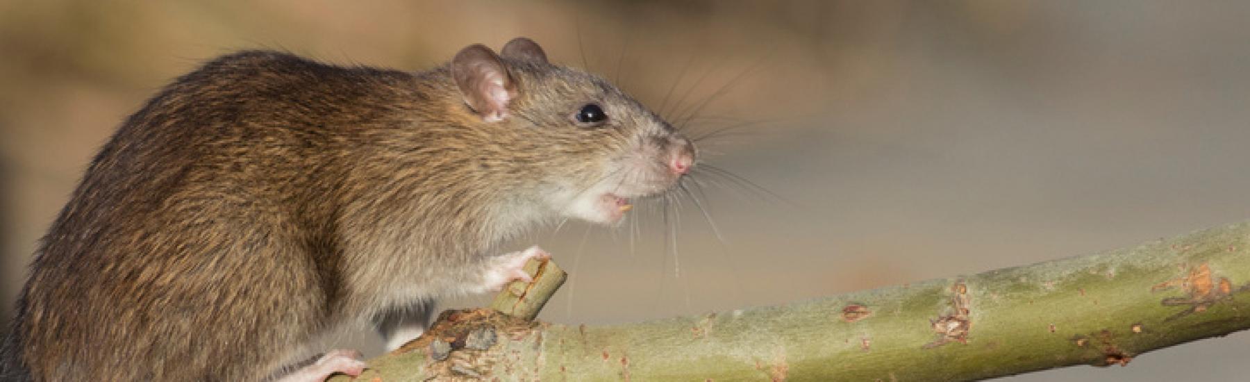 Schädlingsbekämpfung Ratten
