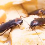 Schabenbekämpfung in Hamburg und Schleswig-Holstein