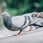 Taubenabwehr für Hamburg und Schleswig-Holstein