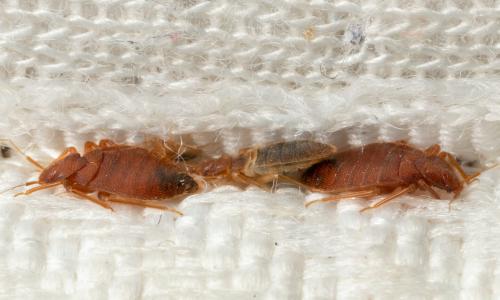 Bettwanzen Plage in Frankreich