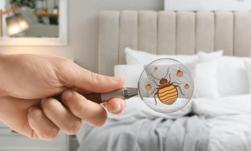 Mythen Bettwanzenvertreibung