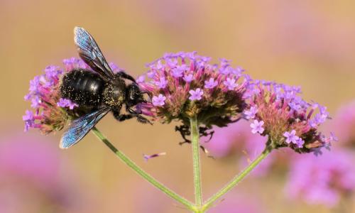 Blauschwarze Holzbiene