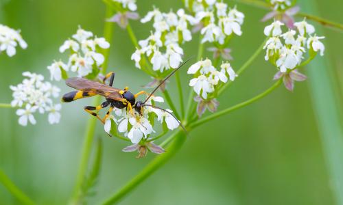 Ökologische Mottenbekämpfung