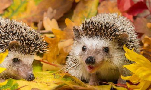 Garten winterfest machen - Nützlingen helfen