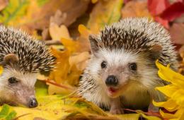 Garten winterfest machen - Nützlingen helfen
