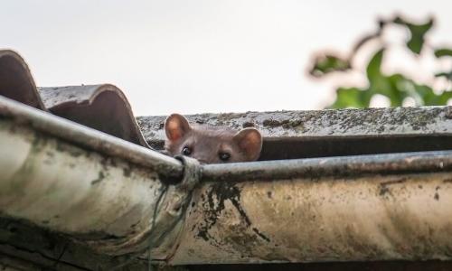 Mythen Mardervertreibung