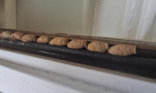 Orientalische Mauerwespe