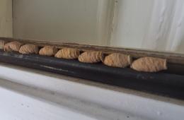 Orientalische Mauerwespe