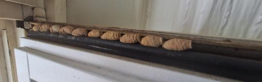 Orientalische Mauerwespe