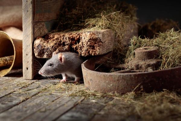 Mythen Ratten- und Mäuseabwehr