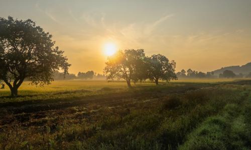Alternativen zur Schädlingsbekämpfung