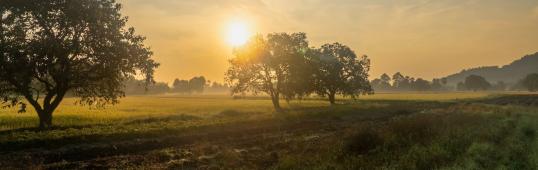 Alternativen zur Schädlingsbekämpfung