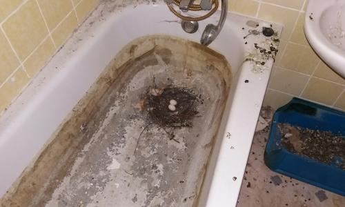 Ein Taubennest in der Badewanne
