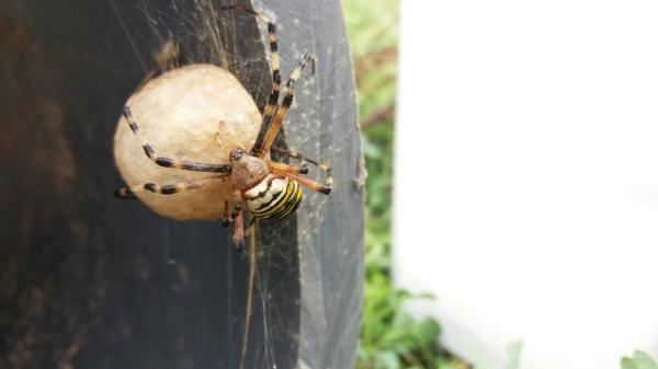 Wespen- oder auch Zebraspinne