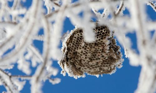 Wespen und Frost