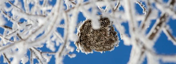 Wespen und Frost