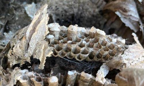 Hummelnestmotte setzt Wespen zu