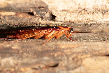 Effektive Hilfe bei Schabenbefall