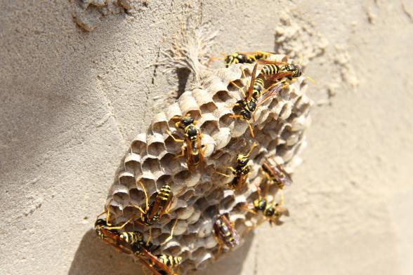 Wespennestentfernung durch unsere Kammerjäger