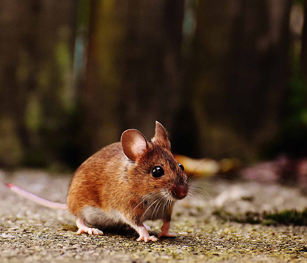 Mäuse loswerden - zögern sie nicht