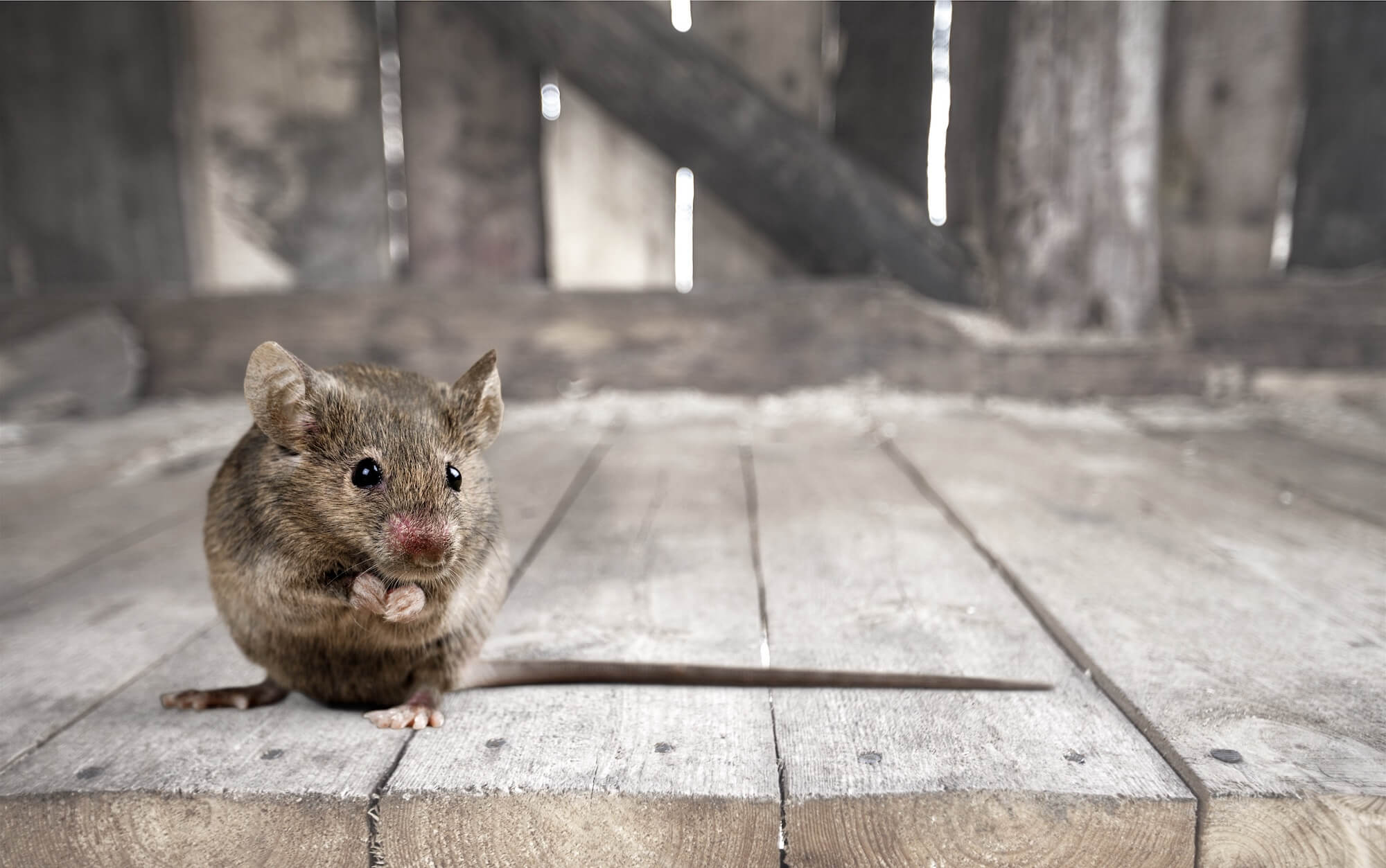 Ultraschall-Schädlingsbekämpfung Wiederaufladbare Nagetiere Mäuse Ratten  Mäuseabwehr 360 Grad Multiple