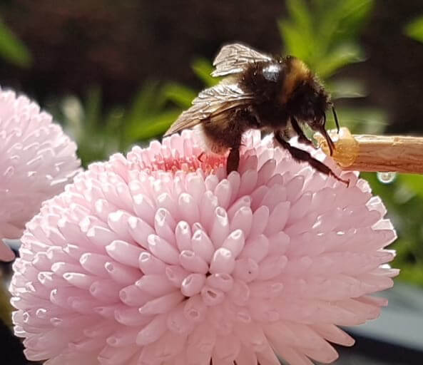 Hummel mit Honig füttern