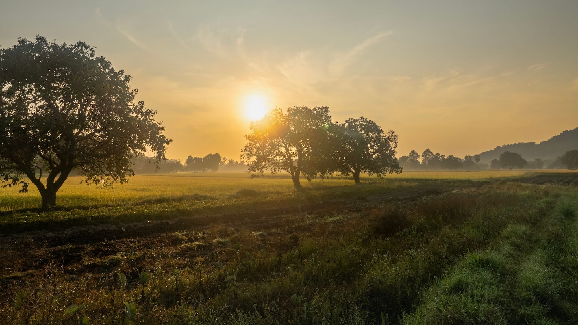 Alternativen zur Schädlingsbekämpfung
